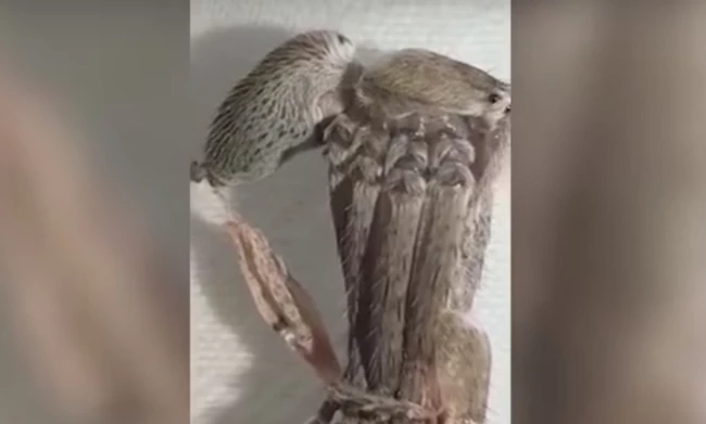 Απόκοσμο πλάσμα έκανε την εμφάνισή του στην Αυστραλία και κάνει το διαδίκτυο να παραληρεί (video)